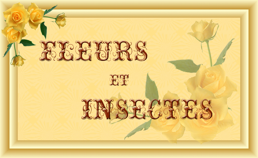 fleurs