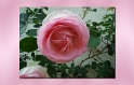 0009